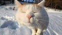 Les chats, au poteau !!!