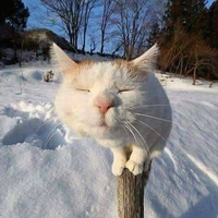 Les chats, au poteau !!!