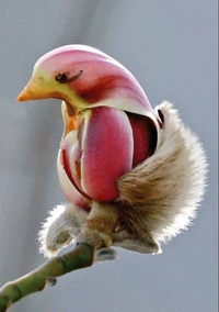 Un bourgeon qui prend son envol