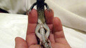 Lezard relax