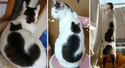 Recursive Cat