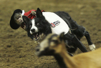 Course canine avec un singe en jockey