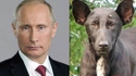 Poutine vs un chien