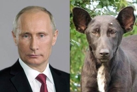 Poutine vs un chien