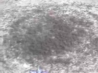 Fourmis de Coriolis