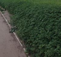 Jardiniers municipaux Russes