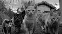 Chatmania : "Quand on arrive en ville..."