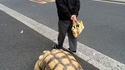 Promener son animal de compagnie...