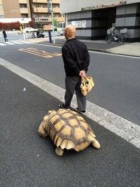 Promener son animal de compagnie...