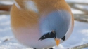 Boule de plumes