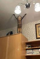 Dieu merci ! Kan mon plafond risque de s'effondrer* je fais appel à mon chat !