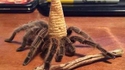 Chapeau pointu pour l'Araignée Gypsie