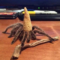 Chapeau pointu pour l'Araignée Gypsie