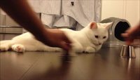 Un chat doué au bonneteau
