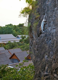 À propos des chats et de l'escalade