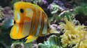 Poisson grossier