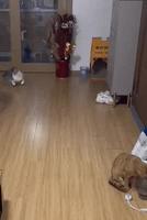 le chat le moins furtif du monde