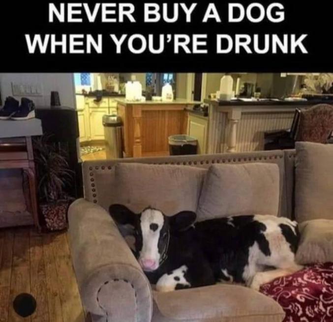 N'achetez jamais un chien quand vous êtes bourré