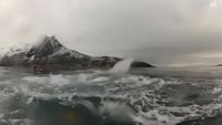 Une baleine joue avec des kayaks