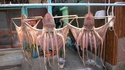 Poulpes shaolins 