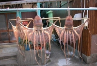 Poulpes shaolins 