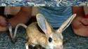 Lapin de Tchernobyl