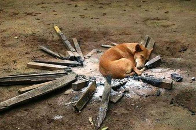 Un chien à trouver un moyen de rester au chaud pendant un petit bout de temps.