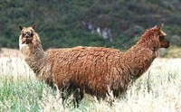 lamala
