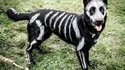 Déguisement pour chien pour Halloween