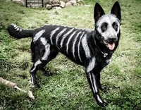 Déguisement pour chien pour Halloween