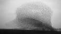 Murmuration
