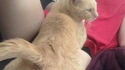 Un chat