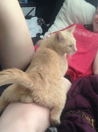 Un chat