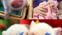 Petits cochons
