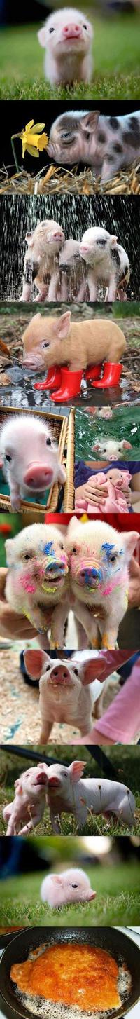 Petits cochons