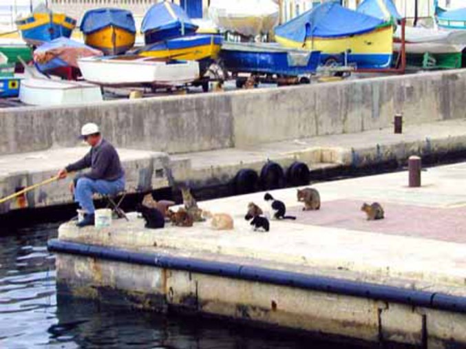 Des chats qui attendent leur repas auprès d'un pêcheur.