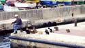 Pêcheur et chats