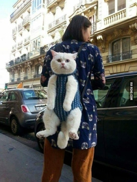 Promener son chat...