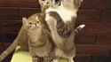 Des chats...