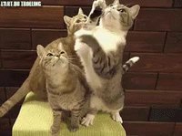 Des chats...