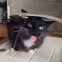 Bug sensoriel