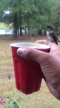 Colibris et gobelet