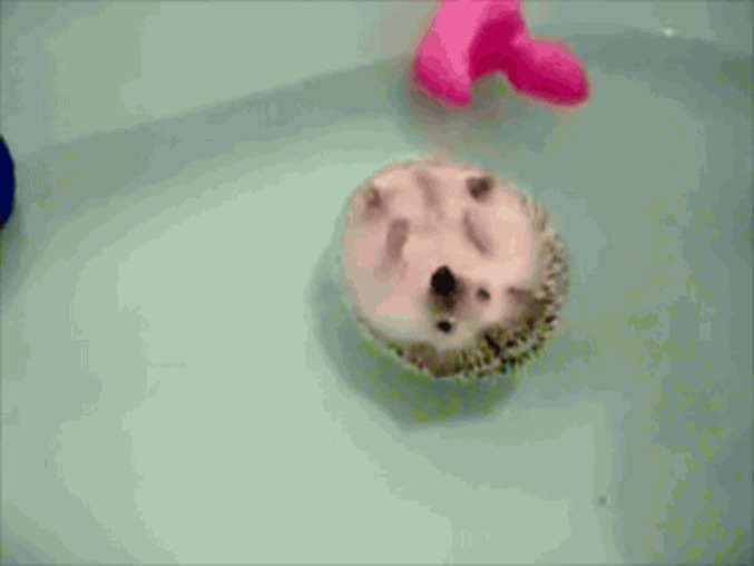 Juste un hérisson qui prend son bain
