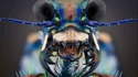 Portrait animalier