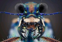 Portrait animalier