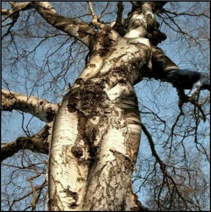 Un arbre qui ressemble étrangement à une femme