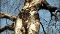 Arbre femme
