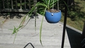 Jolie plante ! 