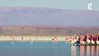 Que disent les flamants roses ?