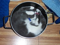 Qu'est-ce qu'on mange ?